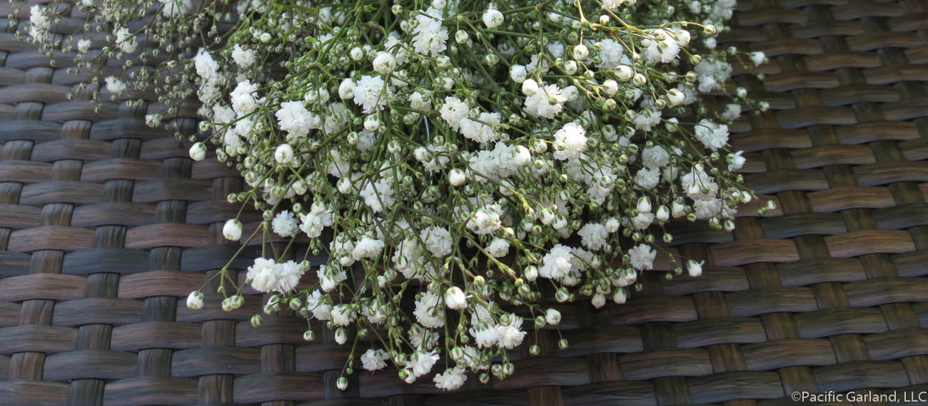 Fresh Premium Baby's Breath Garland for Weddings by Pacific