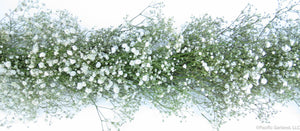Wholesale Fresh Baby's Breath Garland