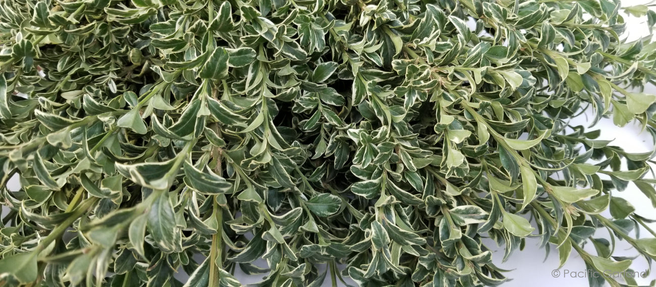 Freshly Harvested Oregonia Bunches