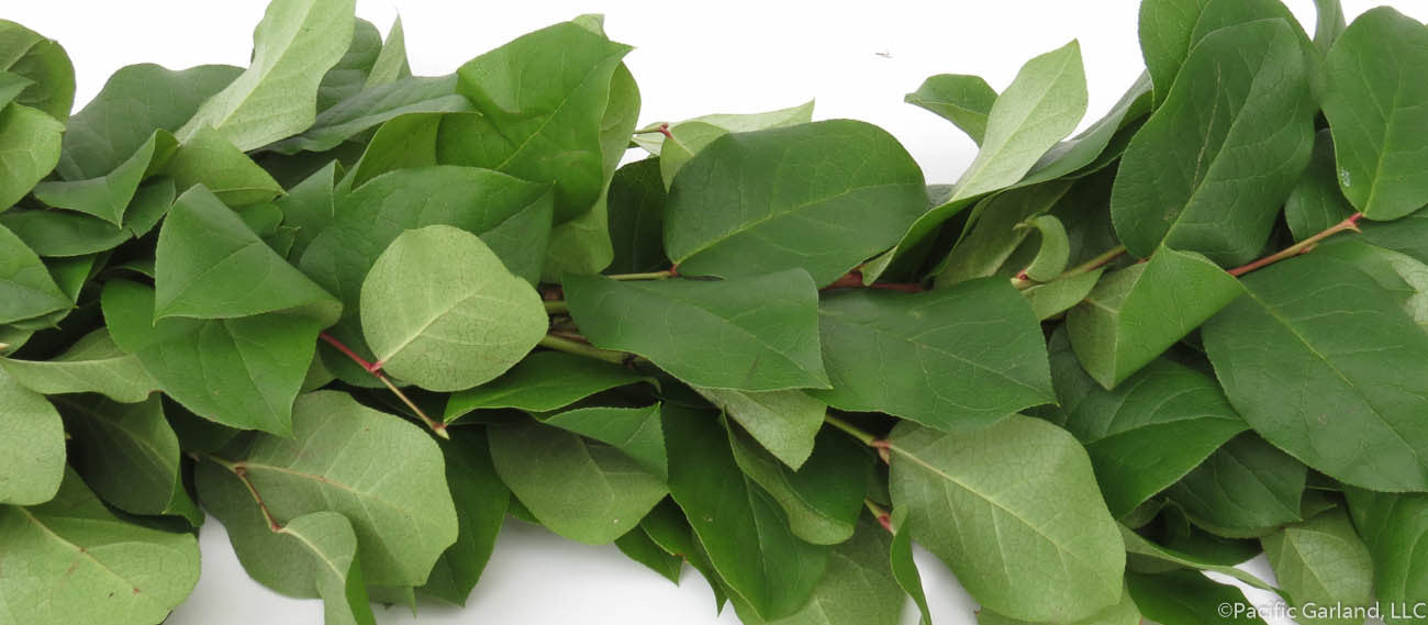 Beautiful Single Item Designers Choice using Salal