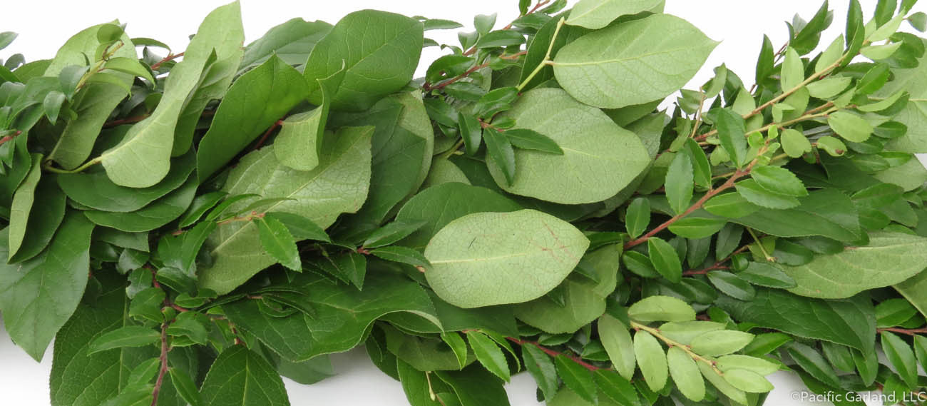 Fresh Salal and Green Huck Premium Garland 