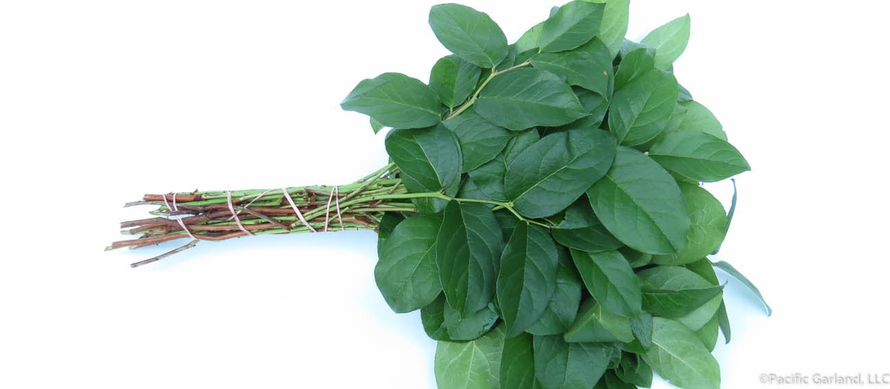 Fresh Salal Longs Bunch