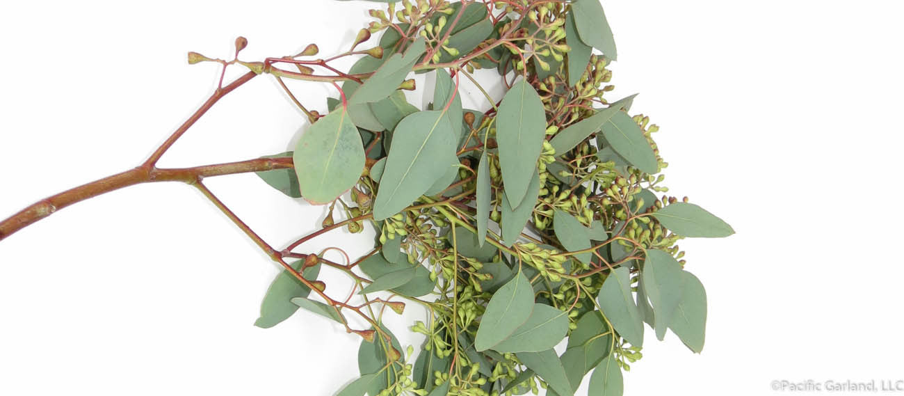 Beautiful Fresh Cut Seeded Eucalyptus Stem