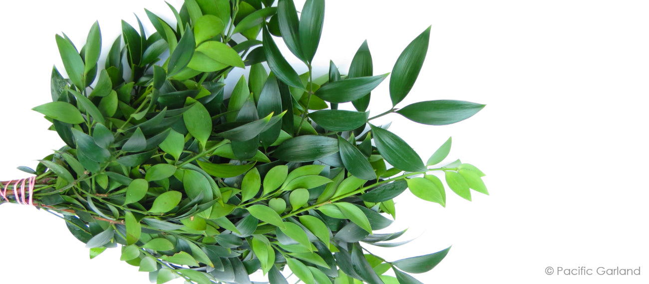 Freshly Harvested Nagi Bunch