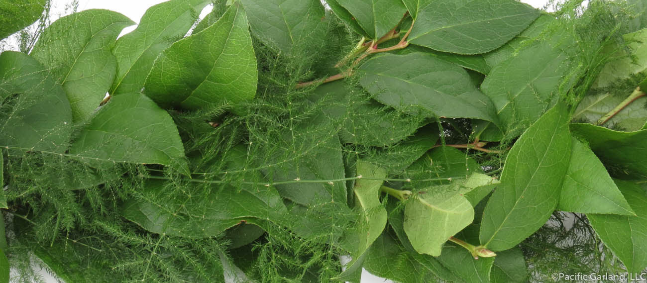 Fresh Premium Salal and Plumosa Garland