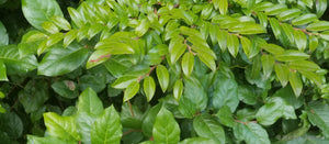 Green Huck over Salal on Oregon Coast