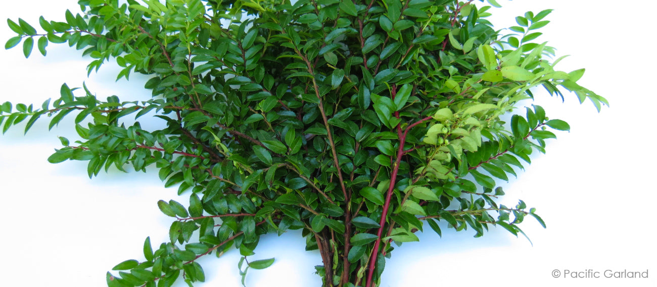 Green Huck with Vibrant Red Stems