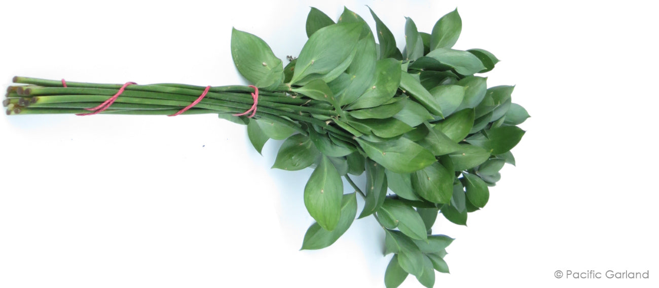 Long Lasting Israeli Ruscus Bunch