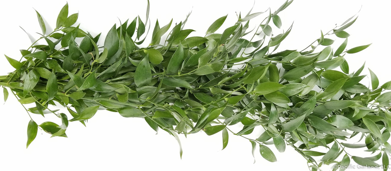 Italian Ruscus Bunches