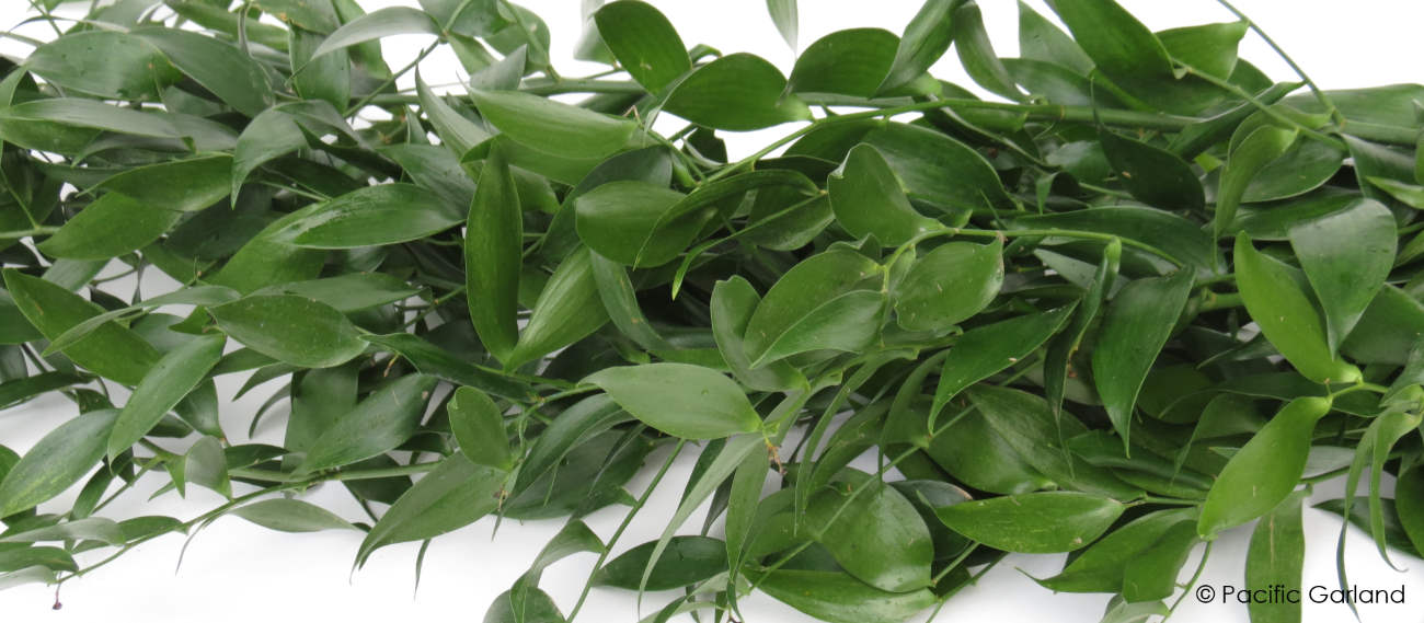 Fresh Italian Ruscus Extra Wide 24" to 28" Moon Gate Floral Garland