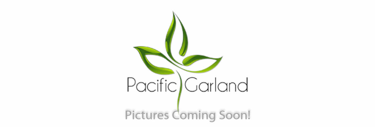 Salal & Agonis Garland