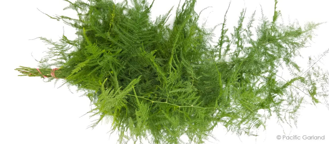 Beautiful Plumosa Bunch