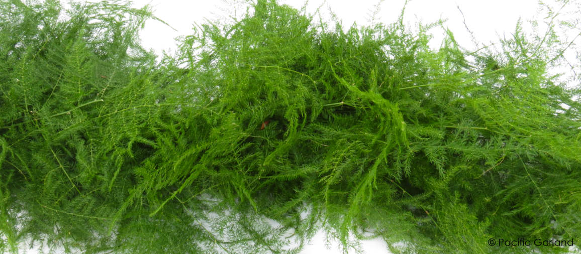 Fresh Premium Light and Airy Plumosa Garland