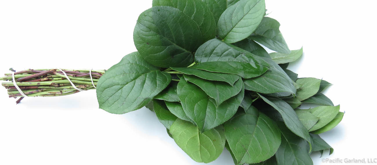 Fresh Salal Tips Bunch