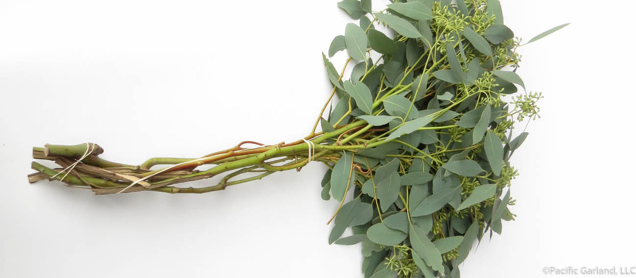 seeded eucalyptus plants for sale Fresh Seeded Eucalyptus Bunches By Pacific Garland