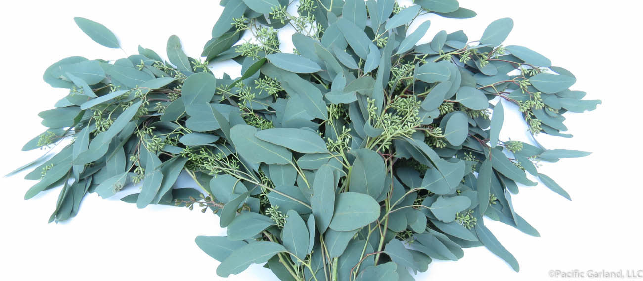 Fresh Seeded Eucalyptus Bunches By Pacific Garland Pacific Garland, LLC