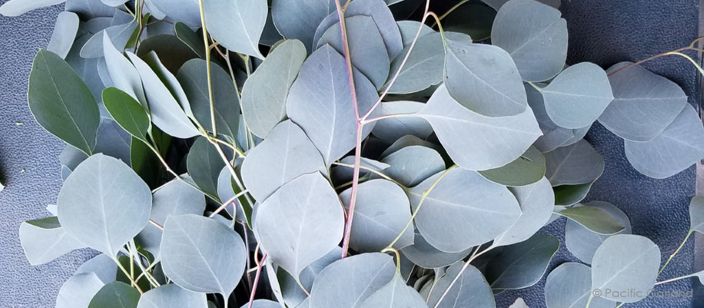 Fresh Silver Dollar Eucalyptus Bunches By Pacific Garland - Pacific ...