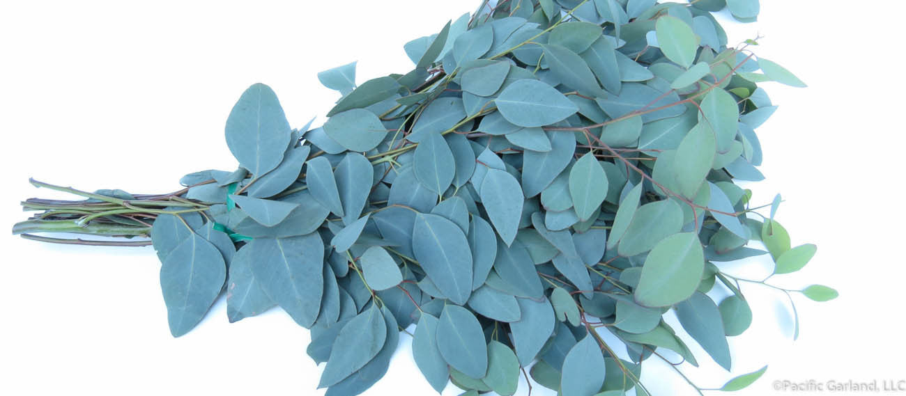 Fresh Silver Dollar Eucalyptus Bunch