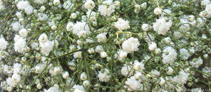 Thousands of Baby's Breath Blooms on a Wholesale Garland