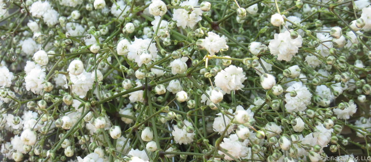 Thousands of Baby's Breath Blooms